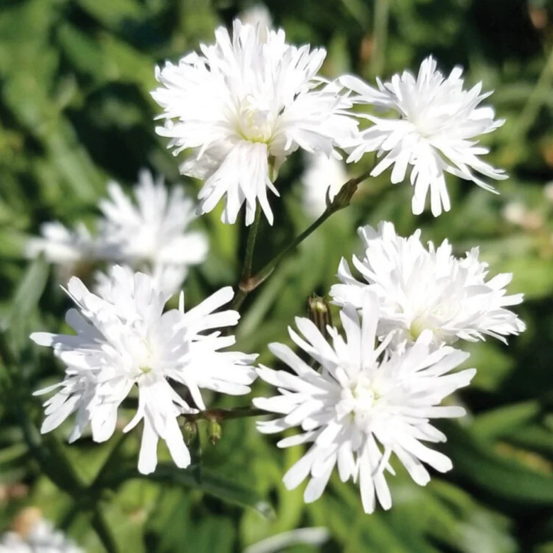 Lychnis flos-cuculi 'Petit Henri' – Œillet des prés