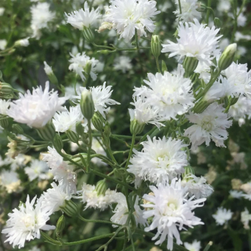 Lychnis flos-cuculi 'Petit Henri' – Œillet des prés