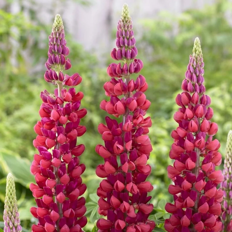 Lupin WEST COUNTRY™ Red Rum