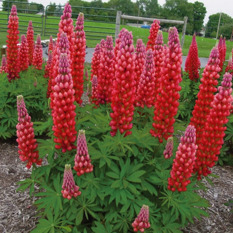 Lupin WEST COUNTRY™ Red Rum