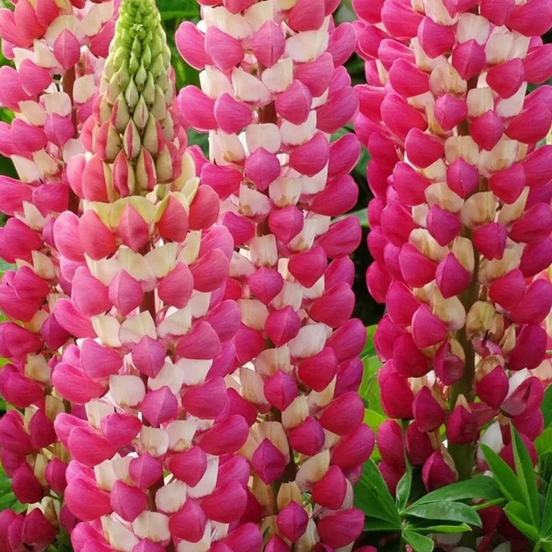 Lupin WEST COUNTRY™ Rachel de Thame
