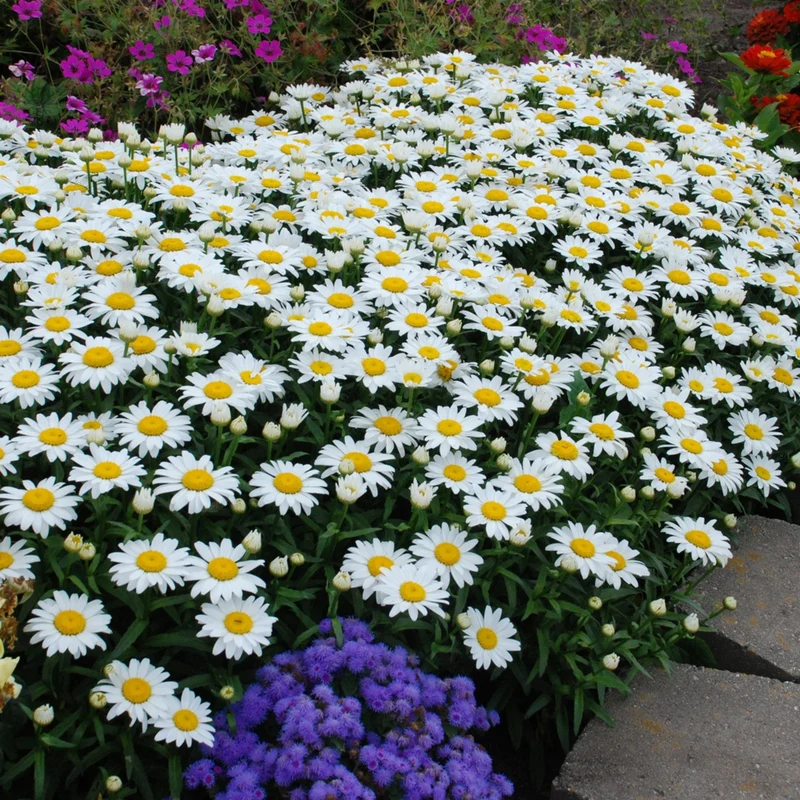 Leucanthemum × superbum 'Snowcap' – Marguerite d'automne 'Snowcap'