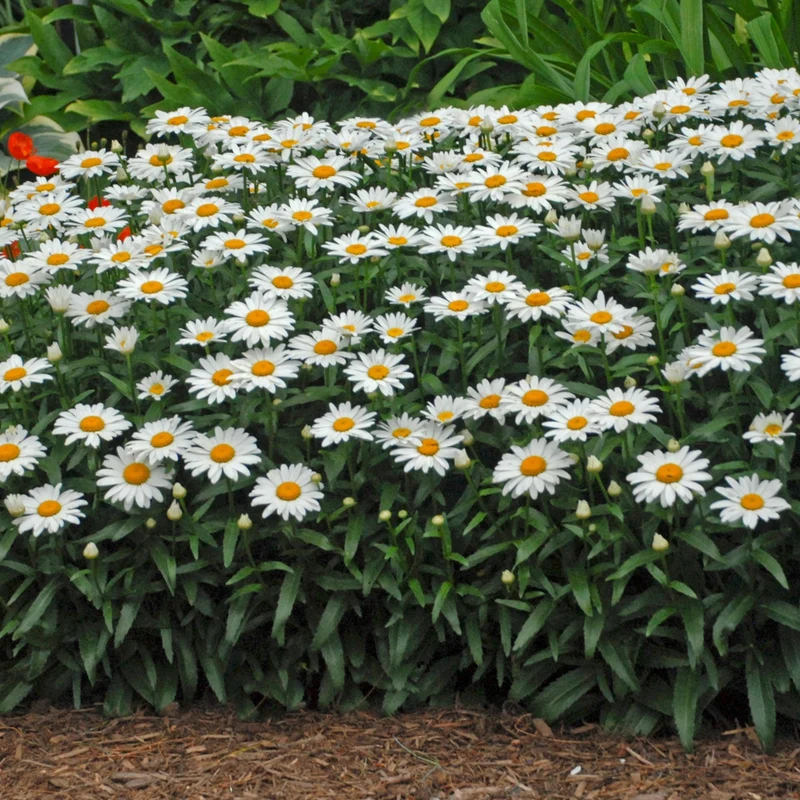 Leucanthemum × superbum 'Snowcap' – Marguerite d'automne 'Snowcap'