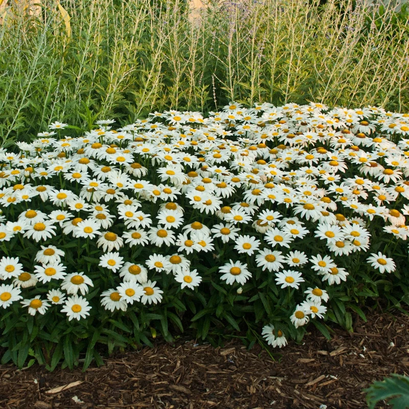Leucanthemum × superbum 'Snowcap' – Marguerite d'automne 'Snowcap'