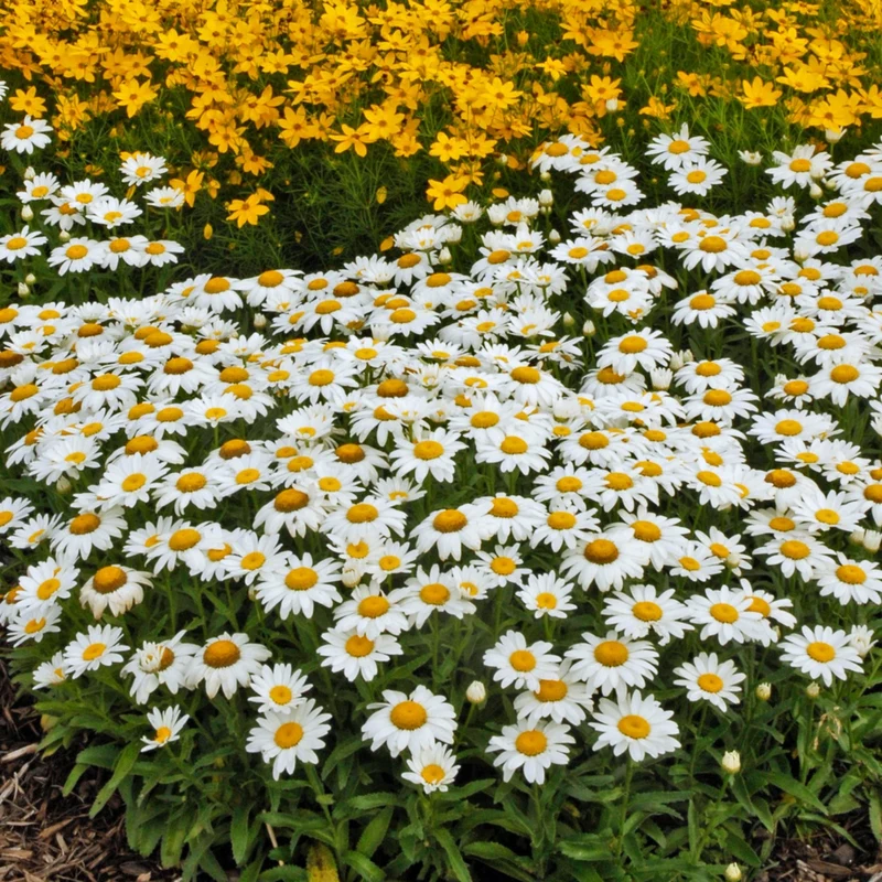 Leucanthemum × superbum 'Snowcap' – Marguerite d'automne 'Snowcap'