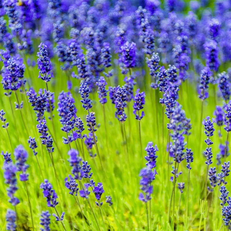 Lavandula angustifolia 'Munstead' - Lavande anglaise 'Munstead'