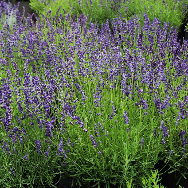 Lavandula angustifolia 'Munstead' - Lavande anglaise 'Munstead'