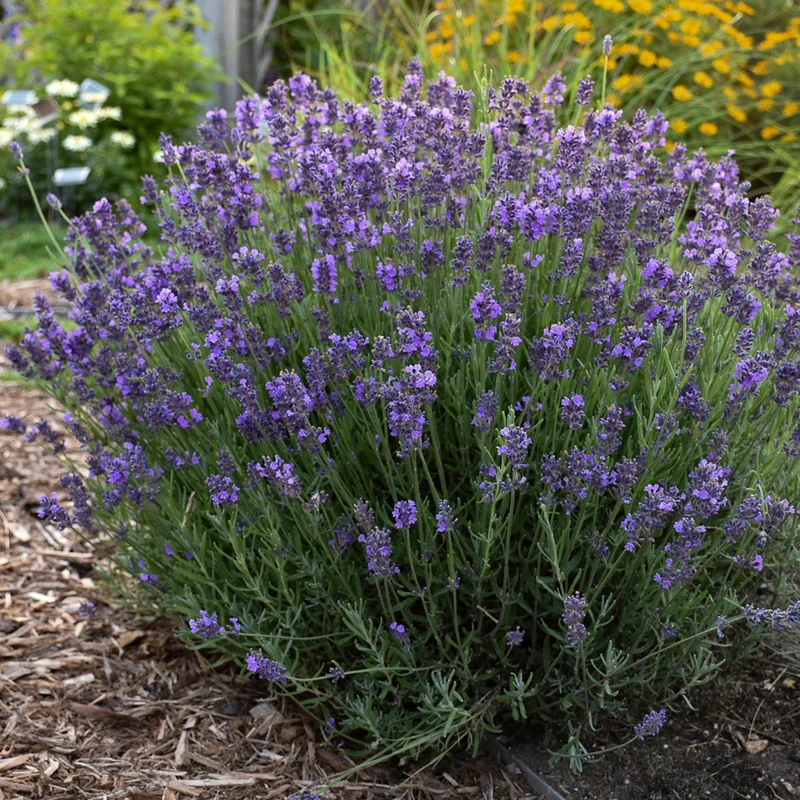 Lavandula angustifolia 'Hidcote' – Lavande anglaise 'Hidcote'