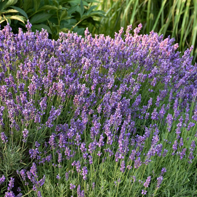 Lavandula angustifolia 'Hidcote' – Lavande anglaise 'Hidcote'