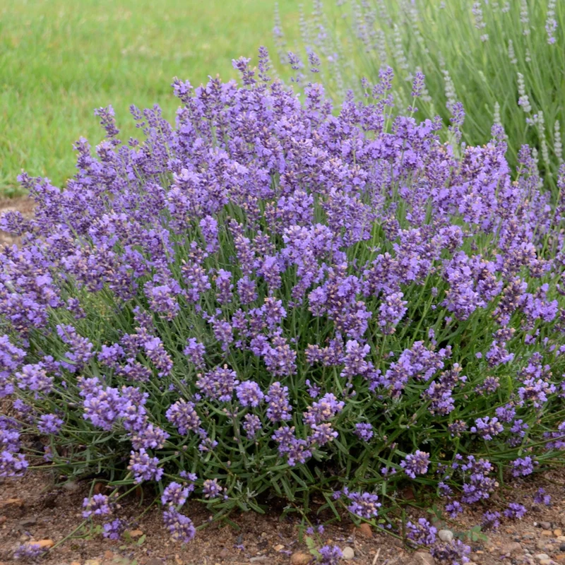 Lavandula angustifolia 'Essence Purple' – Lavande anglaise 'Essence Purple'