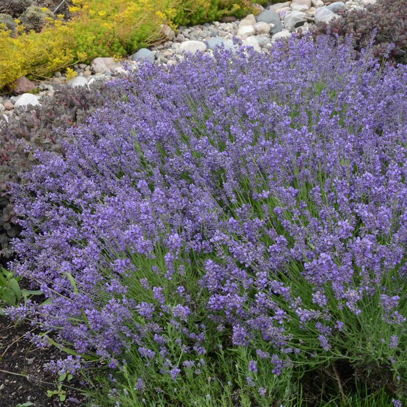 Lavandula angustifolia 'Essence Purple' – Lavande anglaise 'Essence Purple'