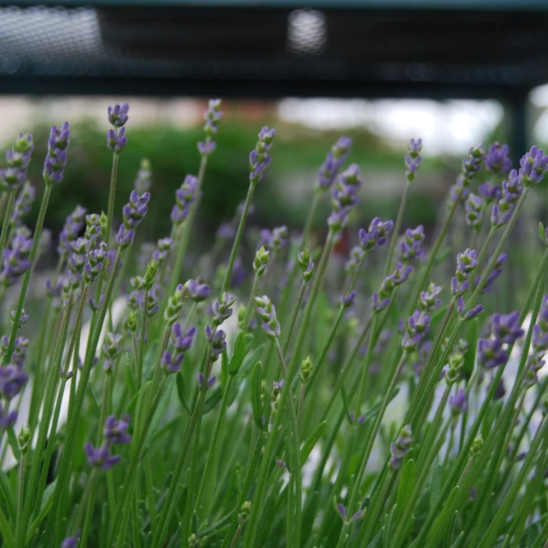 Lavandula angustifolia 'Essence Purple' – Lavande anglaise 'Essence Purple'