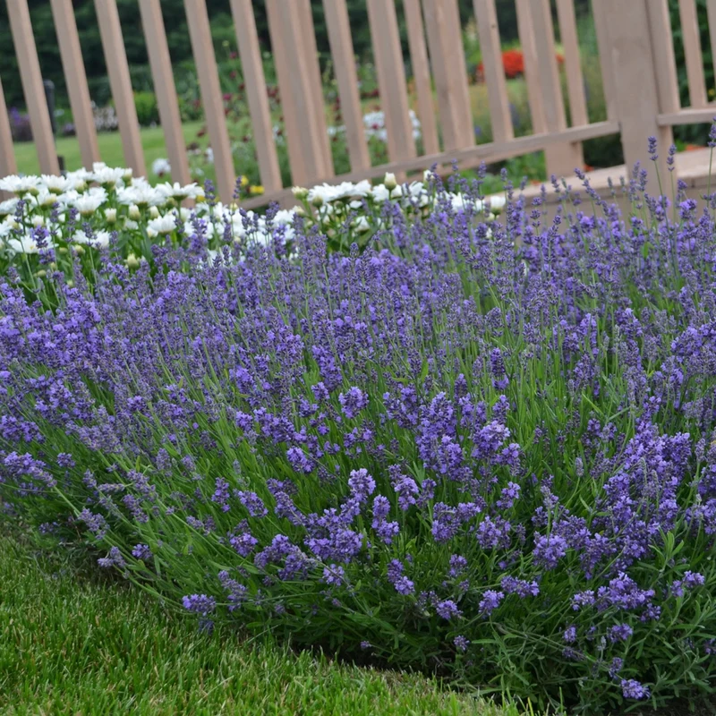 Lavandula angustifolia 'Essence Purple' – Lavande anglaise 'Essence Purple'