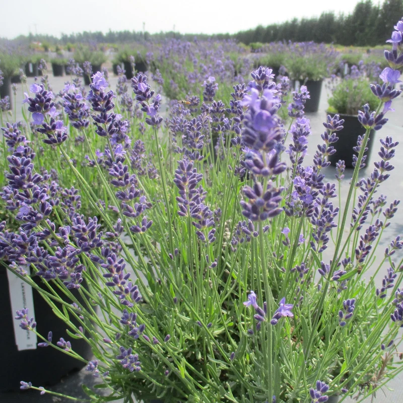 Lavandula angustifolia 'Essence Purple' – Lavande anglaise 'Essence Purple'
