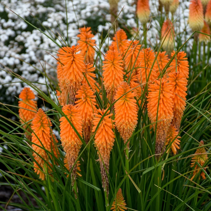 Kniphofia PYROMANIA® Orange Blaze