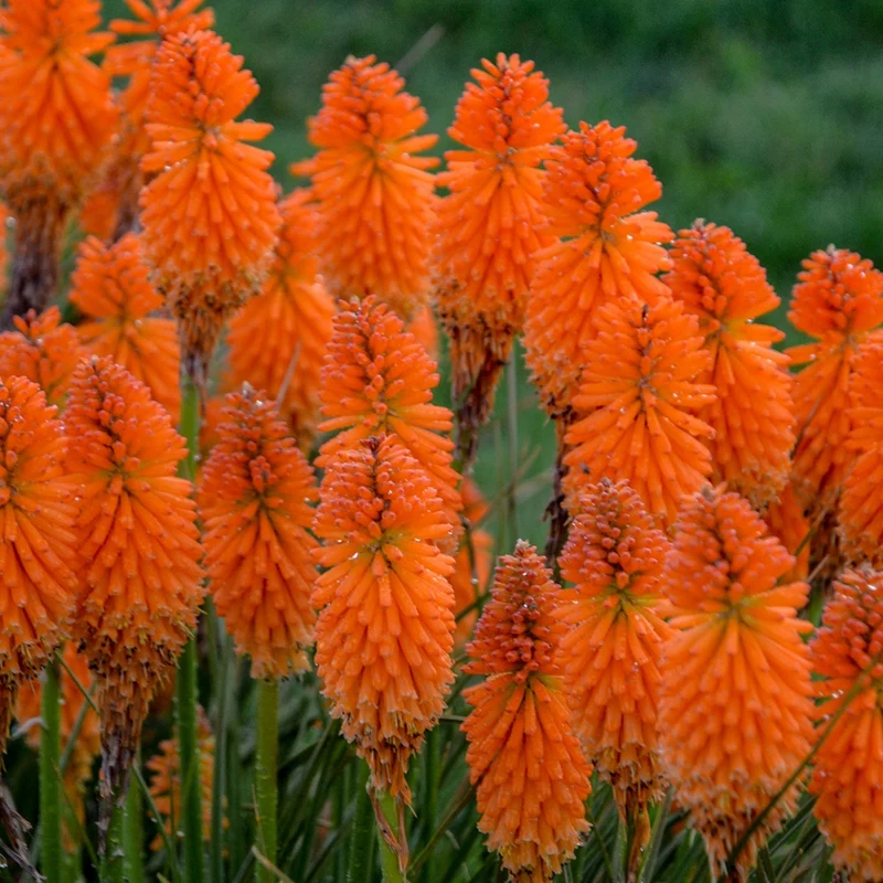 Kniphofia PYROMANIA® Orange Blaze