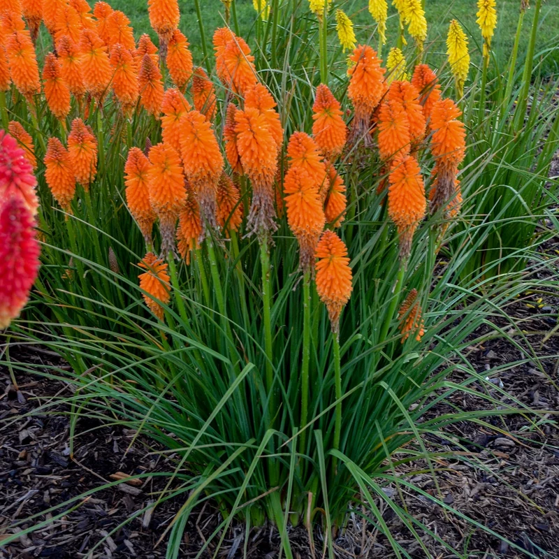 Kniphofia PYROMANIA® Orange Blaze