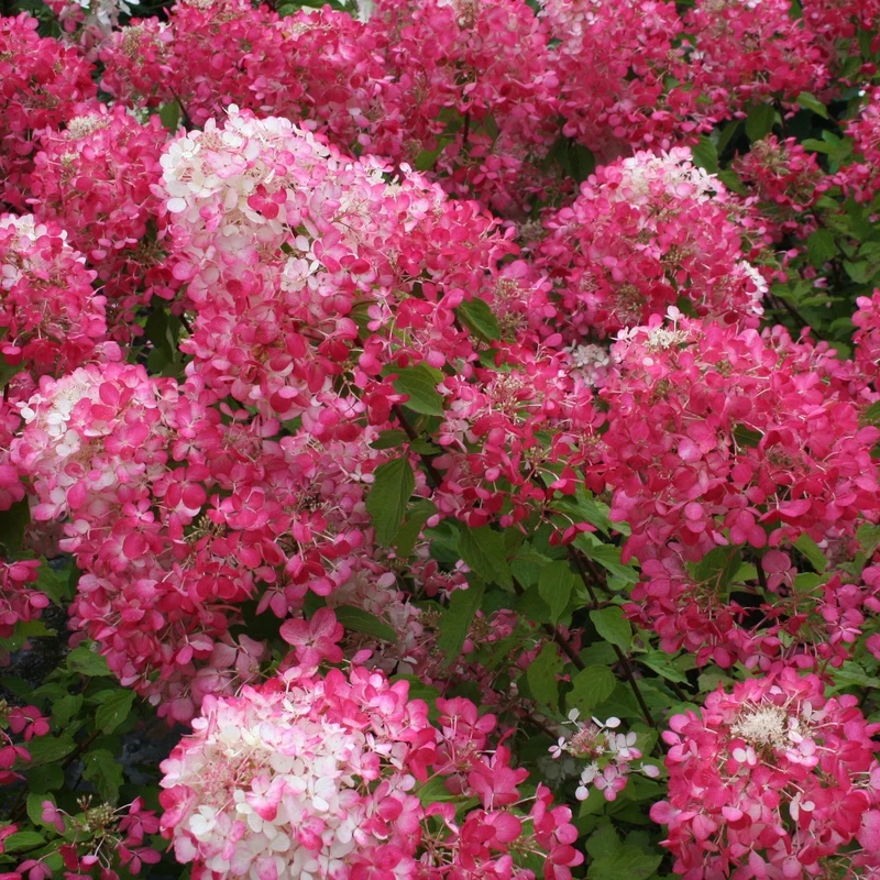 Hydrangea paniculata Diamond Rouge® – Hydrangée paniculée Diamond Rouge®