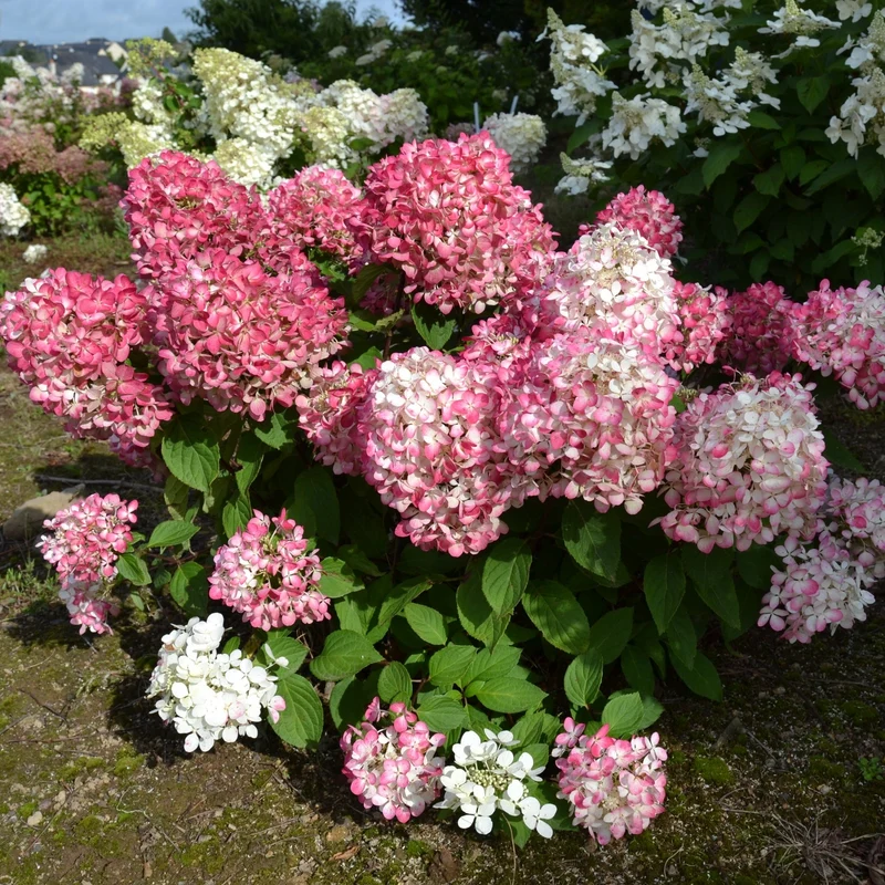 Hydrangea paniculata Diamond Rouge® – Hydrangée paniculée Diamond Rouge®