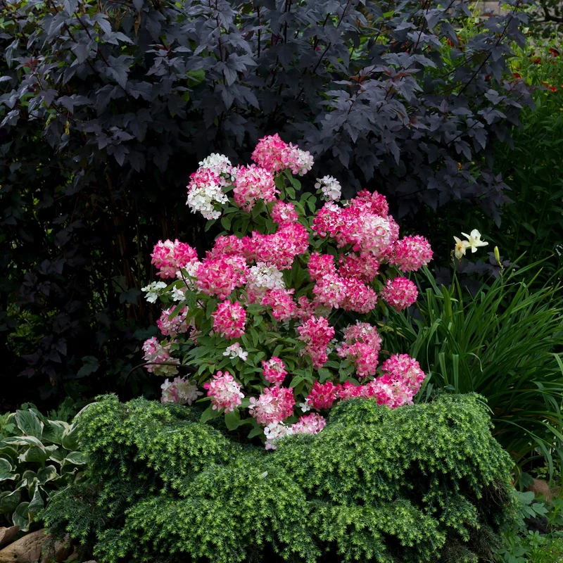 Hydrangea paniculata Diamond Rouge® – Hydrangée paniculée Diamond Rouge®