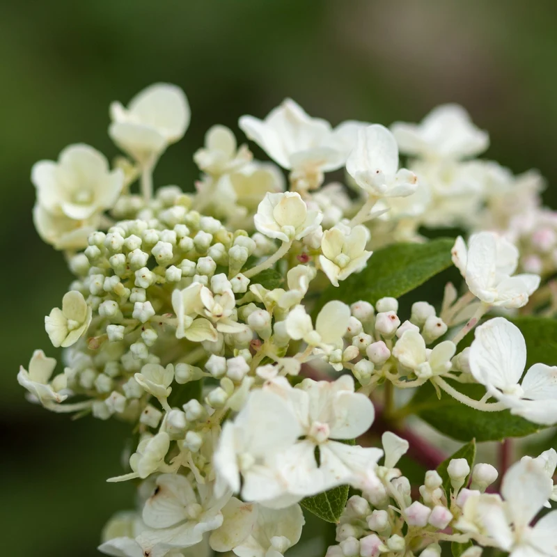 Hydrangea paniculata Diamond Rouge® – Hydrangée paniculée Diamond Rouge®