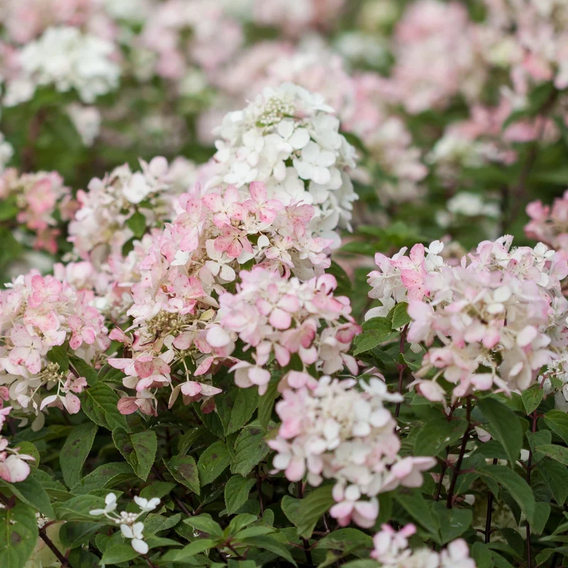 Hydrangea paniculata Diamond Rouge® – Hydrangée paniculée Diamond Rouge®