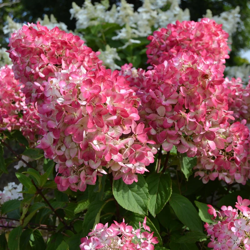 Hydrangea paniculata Diamond Rouge® – Hydrangée paniculée Diamond Rouge®