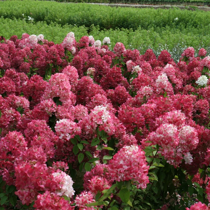 Hydrangea paniculata Diamond Rouge® – Hydrangée paniculée Diamond Rouge®
