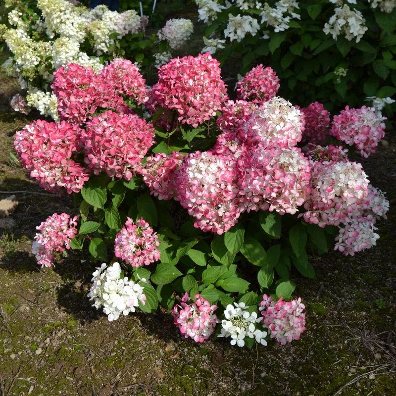 Hydrangea paniculata Diamond Rouge® – Hydrangée paniculée Diamond Rouge®