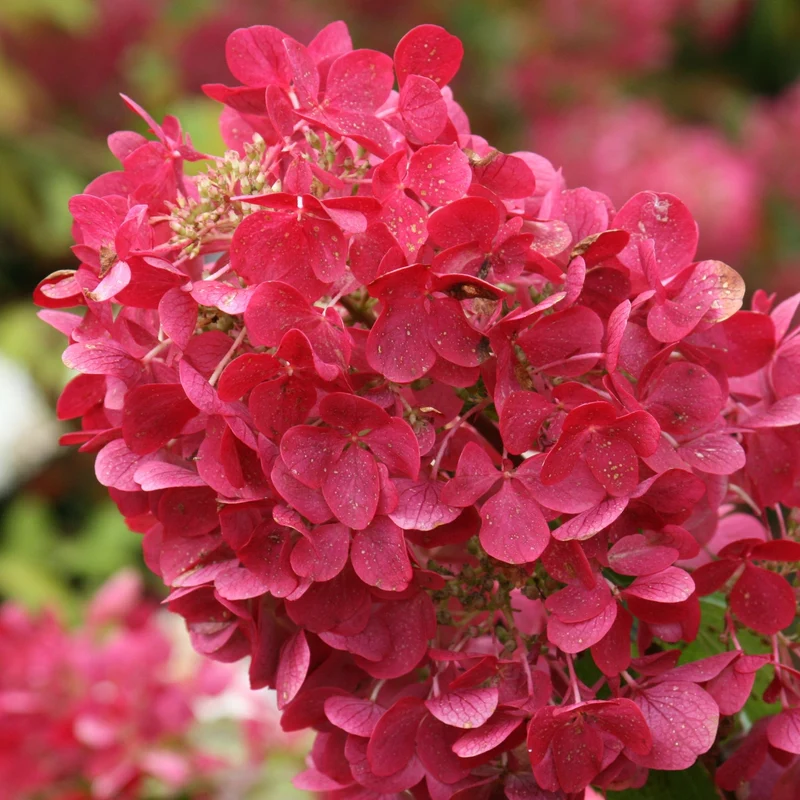 Hydrangea paniculata Diamond Rouge® – Hydrangée paniculée Diamond Rouge®