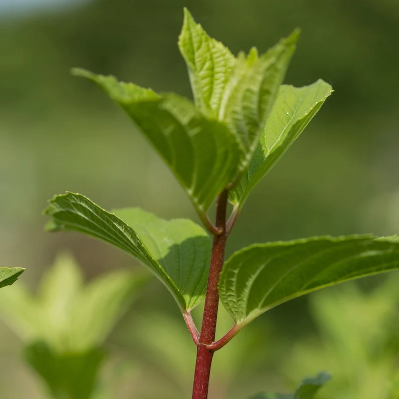 Hydrangea paniculata Diamond Rouge® – Hydrangée paniculée Diamond Rouge®