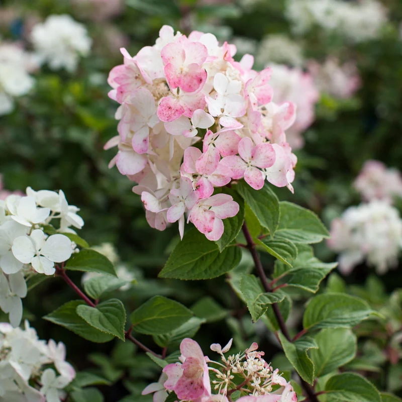 Hydrangea paniculata Diamond Rouge® – Hydrangée paniculée Diamond Rouge®