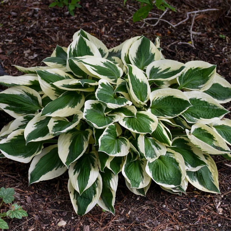 Hosta fortunei 'Patriot' – Hosta 'Patriot'