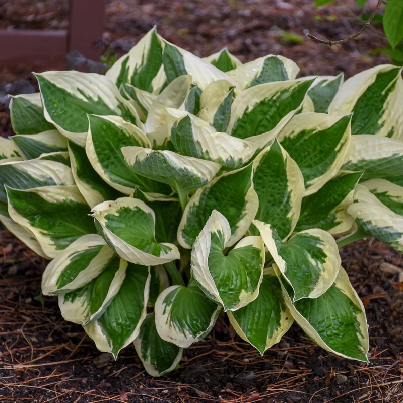 Hosta fortunei 'Patriot' – Hosta 'Patriot'