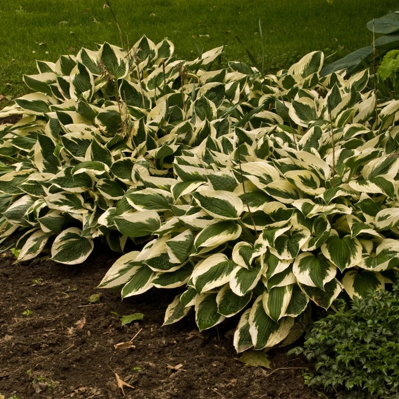 Hosta fortunei 'Patriot' – Hosta 'Patriot'