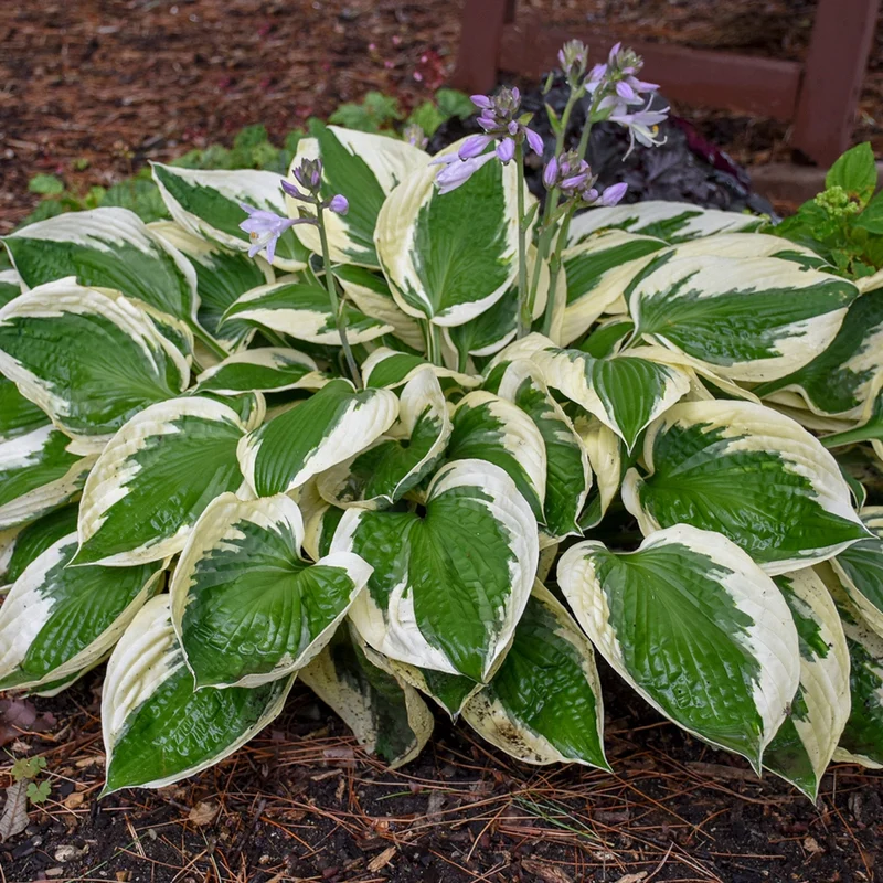 Hosta fortunei 'Patriot' – Hosta 'Patriot'