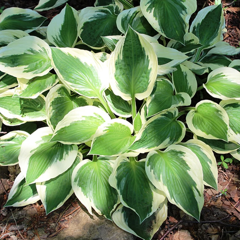 Hosta fortunei 'Patriot' – Hosta 'Patriot'