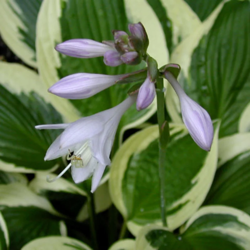 Hosta fortunei 'Patriot' – Hosta 'Patriot'