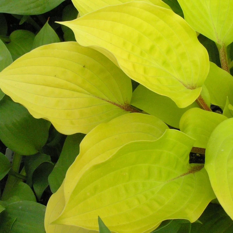 Hosta 'Fire Island'