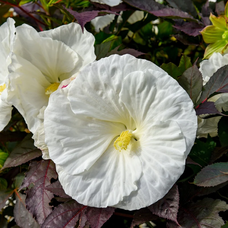 Hibiscus moscheutos Summerific® 'Cookies and Cream' - Ketmie des Marais SUMMERIFIC® Cookies and Cream