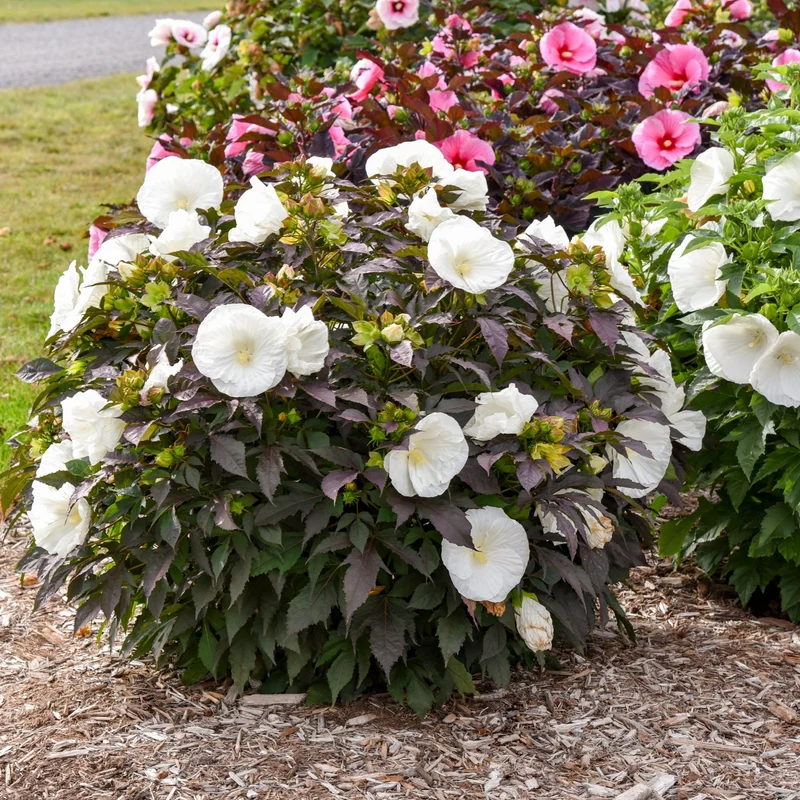 Hibiscus moscheutos Summerific® 'Cookies and Cream' - Ketmie des Marais SUMMERIFIC® Cookies and Cream