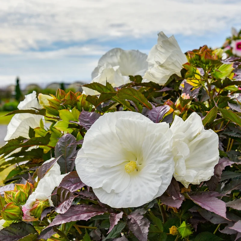 Hibiscus moscheutos Summerific® 'Cookies and Cream' - Ketmie des Marais SUMMERIFIC® Cookies and Cream