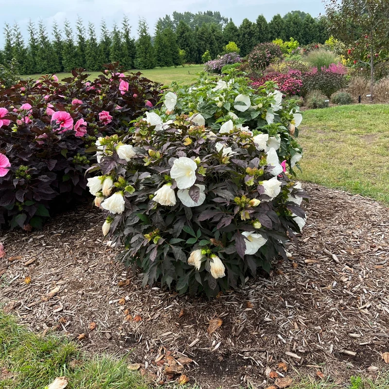 Hibiscus moscheutos Summerific® 'Cookies and Cream' - Ketmie des Marais SUMMERIFIC® Cookies and Cream