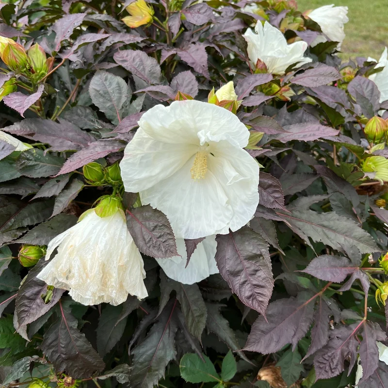 Hibiscus moscheutos Summerific® 'Cookies and Cream' - Ketmie des Marais SUMMERIFIC® Cookies and Cream