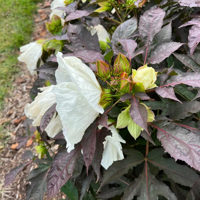 Hibiscus moscheutos Summerific® 'Cookies and Cream' - Ketmie des Marais SUMMERIFIC® Cookies and Cream