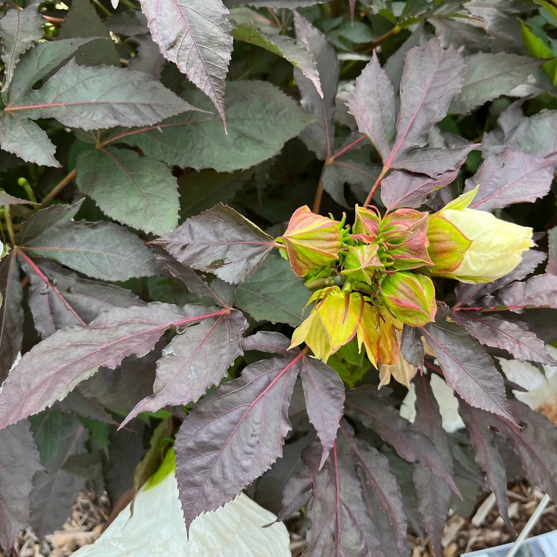 Hibiscus moscheutos Summerific® 'Cookies and Cream' - Ketmie des Marais SUMMERIFIC® Cookies and Cream