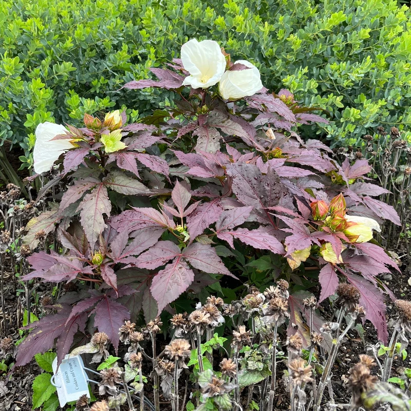 Hibiscus moscheutos Summerific® 'Cookies and Cream' - Ketmie des Marais SUMMERIFIC® Cookies and Cream