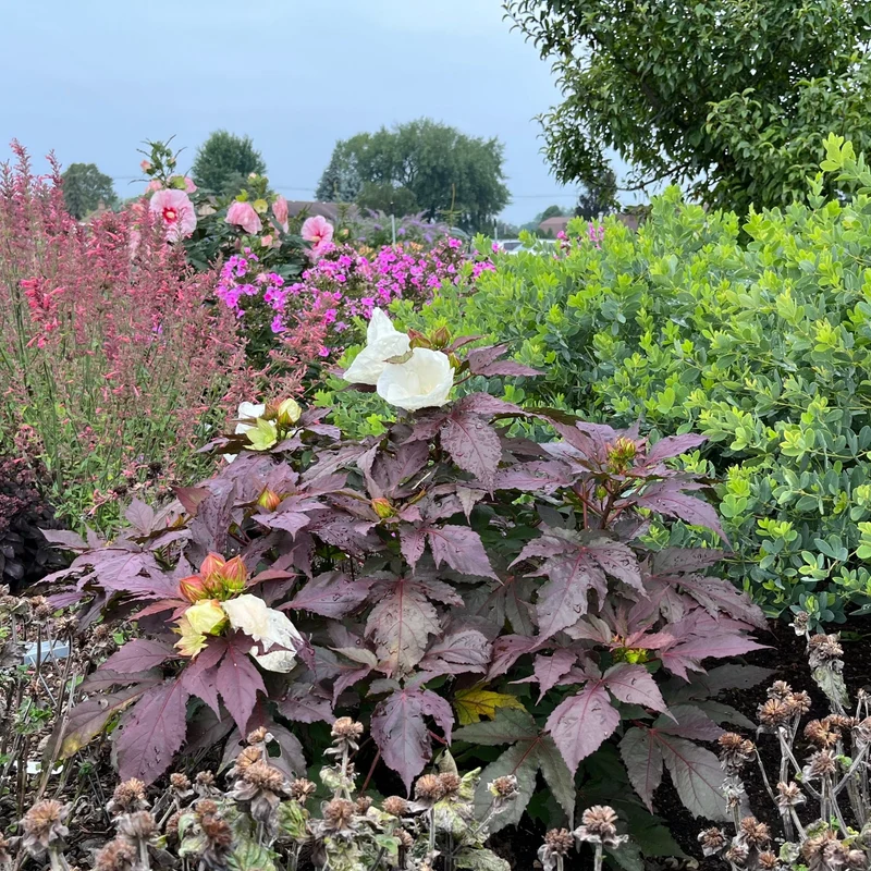 Hibiscus moscheutos Summerific® 'Cookies and Cream' - Ketmie des Marais SUMMERIFIC® Cookies and Cream