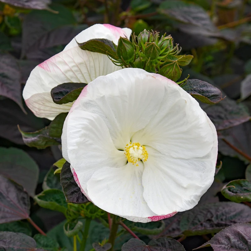Hibiscus moscheutos Summerific® 'Cookies and Cream' - Ketmie des Marais SUMMERIFIC® Cookies and Cream