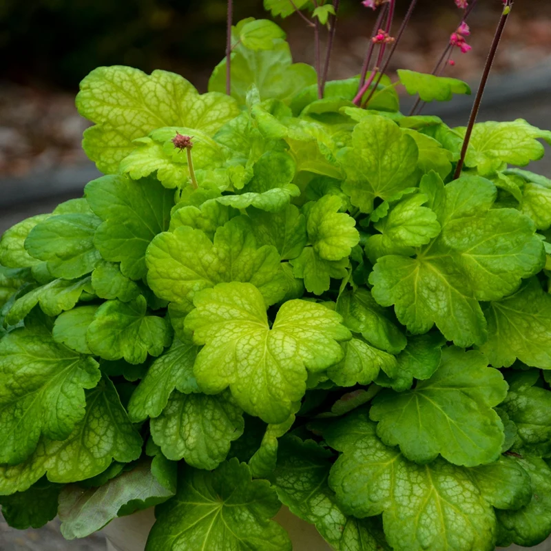 Heuchère 'Timeless Glow'